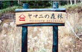 環境を育てるヤマニの森林