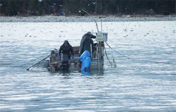 カナダにおけるニシン漁2